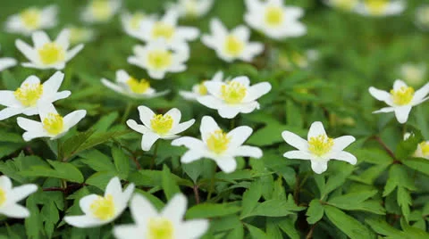 First flowers in a forest Stock Footage 22905946