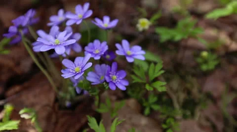 First flowers in a forest Stock Footage 22906085