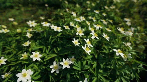 First flowers in a forest Stock Footage 22906366