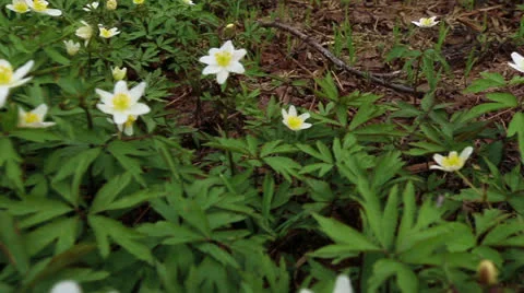 First flowers in a forest Stock Footage 22906568