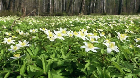 First flowers in a forest Stock Footage 22906789