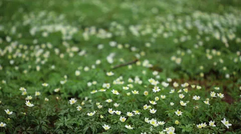 First flowers in a forest Stock Footage 22906977