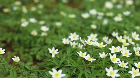 First flowers in a forest Stock Footage 22969769