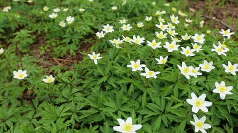 First flowers in a forest Stock Footage 22971130