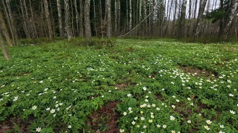 First flowers in a forest Stock Footage 22971541