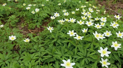 First flowers in a forest Stock Footage 22972417