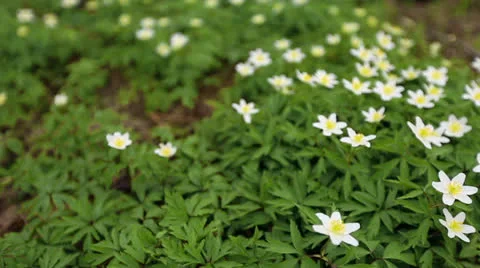 First flowers in a forest Stock Footage 22973675