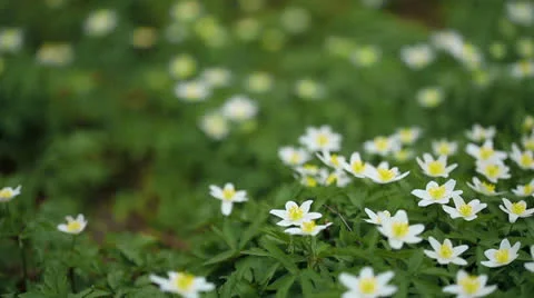First flowers in a forest Stock Footage 22974513