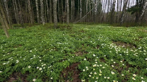 First flowers in a forest Stock Footage 22974542
