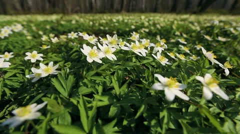First flowers in a forest Stock Footage 22975486