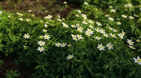 First flowers in a forest Stock Footage 22976013