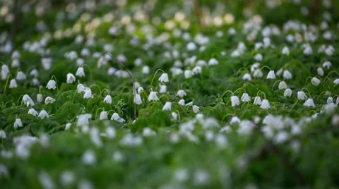 First flowers in a forest Video stock 56902820