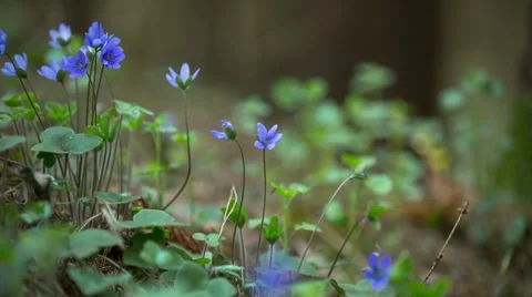 First flowers in a forest Stock Footage 56902859