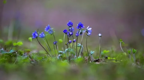 First flowers in a forest Stock Footage 56903037