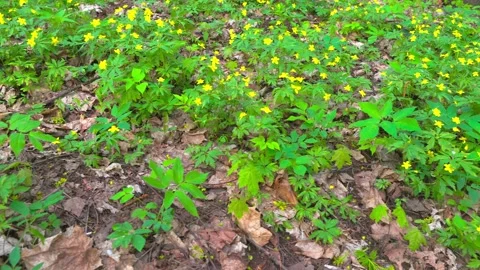 The first flowers in the forest Stock Footage 274850775