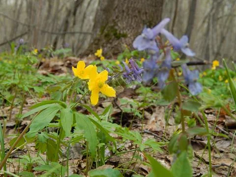 First Flowers in the Forest Foto stock