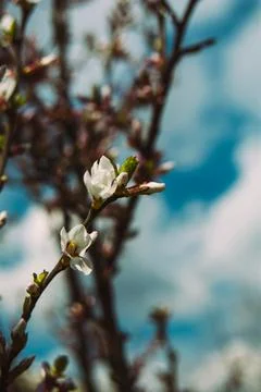 The first flowers on a fruit tree Stock Photos