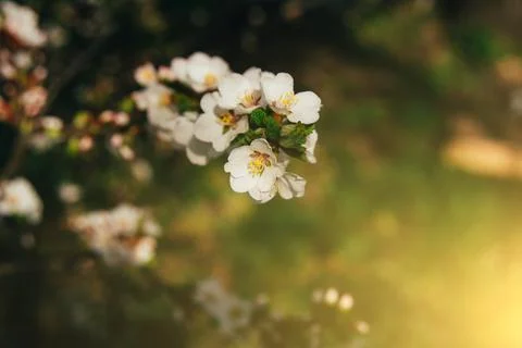 The first flowers on a fruit tree Stock Photos