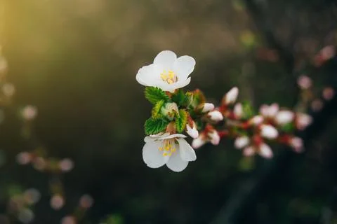 The first flowers on a fruit tree Stock Photos