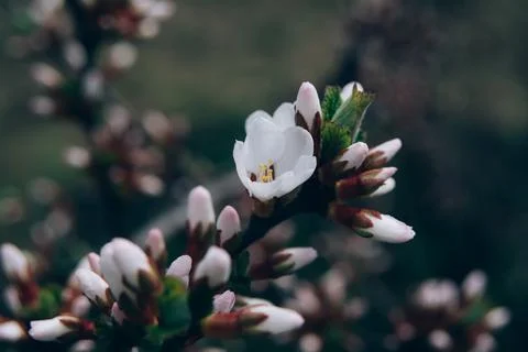The first flowers on a fruit tree Stock Photos