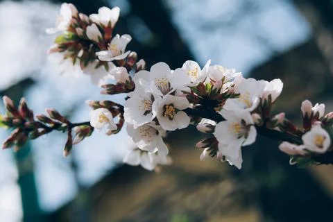 The first flowers on a fruit tree Stock Photos