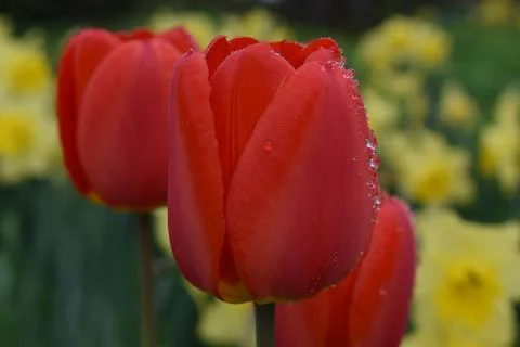 The first flowers in the garden in spring Stock Photos