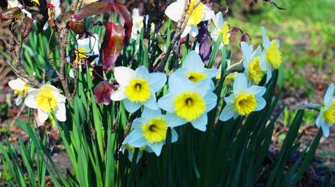 The first flowers in the park. Stock Photos
