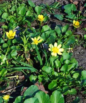 The first flowers in the park. Stock Photos