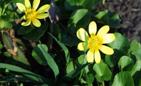 The first flowers in the park. Stock Photos