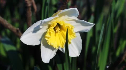 The first flowers in the park. Stock Photos