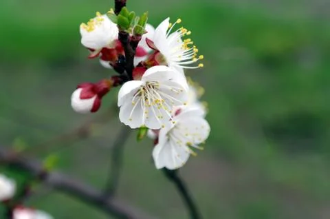 The first flowers. Stock Photos