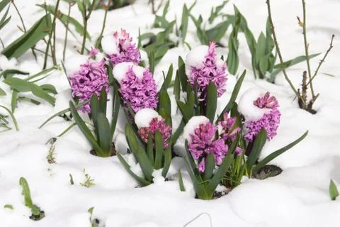 First flowers Stock Photos