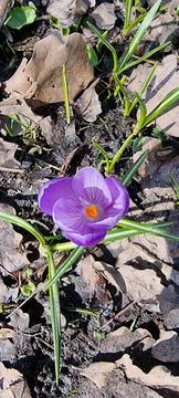 The first flowers 스톡 사진