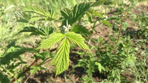 First Flowers of Raspberry Rubus idaeus Rosaceae bush On the Wind Video stock 90513774
