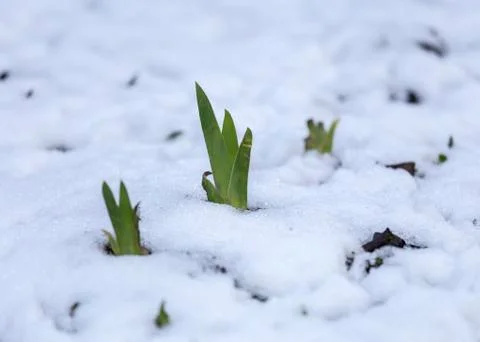 The first flowers in the snow Stock Photos