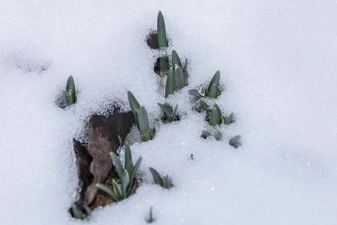 The first flowers in the snow Foto stock
