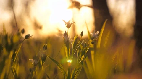 First flowers. spring came. Spring grass sunset. spring season. summer lawn Stock Footage 239830519