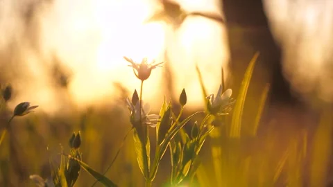 First flowers. spring came. Spring grass sunset. spring season. summer lawn Stockbeeldmateriaal 242569596