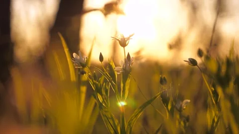 First flowers. spring came. Spring grass sunset. spring season. summer lawn Stock Footage 243129347