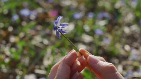 First flowers in spring Stock Footage 138173659