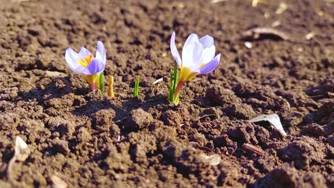 The first flowers in spring Stock Footage 172432769