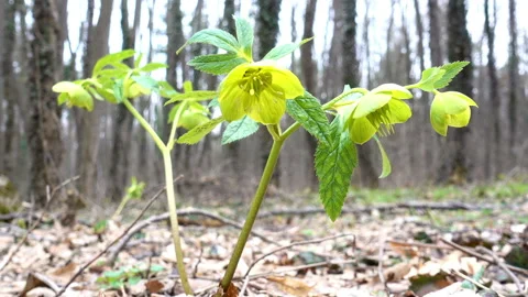 First flowers in a spring forest Stock Footage 88549948