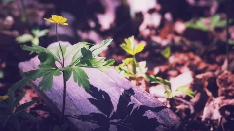 First Flowers in Spring Forest Video stock 133943218
