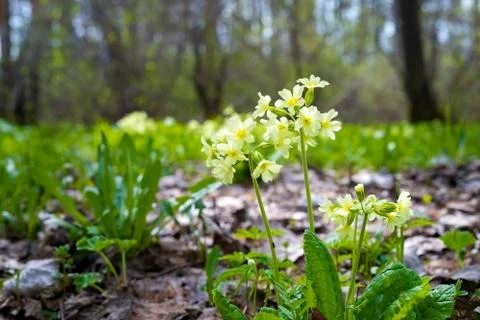 The first flowers in the spring forest Stock Photos