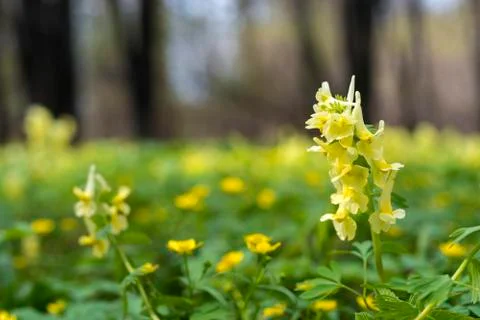The first flowers in the spring forest Stock Photos