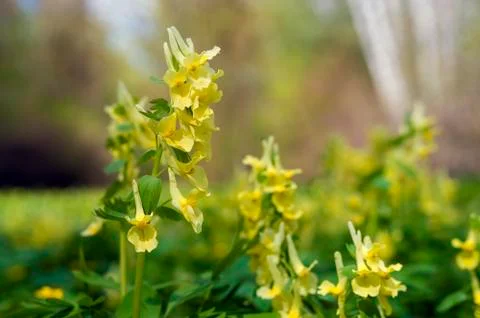 The first flowers in the spring forest Stock Photos