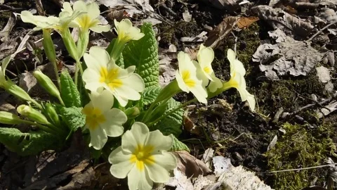 The first flowers in Spring in the forest. Yellow flowers. Stock Footage 73291274