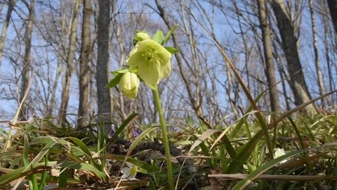 The first flowers in Spring in the forest. Yellow flowers. Stock Footage 73291291