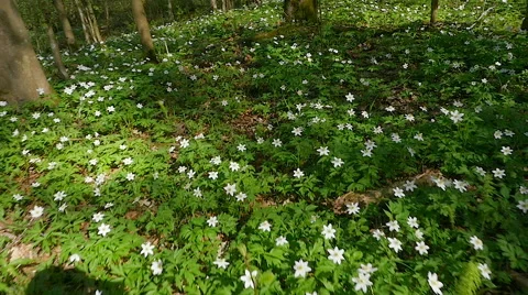 First flowers in the spring forest.slow motion Stock-Footage 63222669