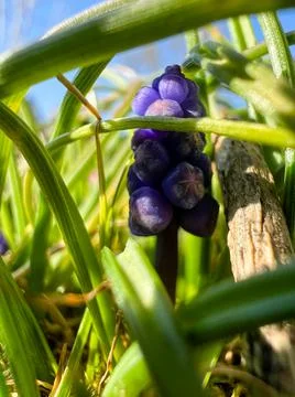 First flowers of spring in the garden Stock Photos